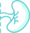 industry-kidney Kidney image
